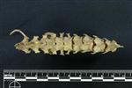 American Marten (Cervical Vertebrae 3 (Axial) - Dorsal)