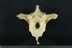 Tundra Swan (Thoracic Vertebrae Middle (Axial) - Cranial)