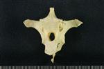 Tundra Swan (Thoracic Vertebrae Middle (Axial) - Caudal)