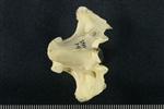 Tundra Swan (Thoracic Vertebrae Middle (Axial) - Ventral)
