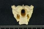 Tundra Swan (Cervical Vertebrae Mid 2 (Axial) - Caudal)