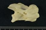Tundra Swan (Cervical Vertebrae Mid 2 (Axial) - Right)