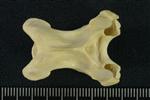 Tundra Swan (Cervical Vertebrae Mid 2 (Axial) - Dorsal)