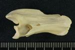 Tundra Swan (Cervical Vertebrae Mid 1 (Left) - Right)