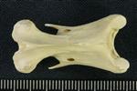 Tundra Swan (Cervical Vertebrae Mid 1 (Left) - Dorsal)