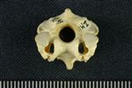 Tundra Swan (Cervical Vertebrae 3 (Axial) - Cranial)