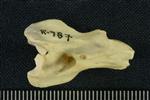 Tundra Swan (Cervical Vertebrae 3 (Axial) - Right)