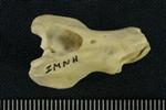 Tundra Swan (Cervical Vertebrae 3 (Axial) - Left)
