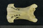 Tundra Swan (Cervical Vertebrae 3 (Axial) - Dorsal)