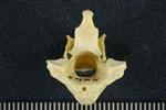 Tundra Swan (Cervical Vertebrae 2 - Axis (Axial) - Caudal)