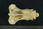 Tundra Swan (Cervical Vertebrae 2 - Axis (Axial) - Dorsal)