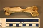 American Badger (Humerus (Left) - Overview)