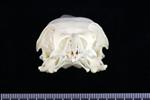 Crow (Cranium (Axial) - Cranial)