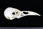 Crow (Cranium (Axial) - Right)