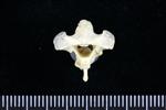Crow (Cervical Vertebrae 1 - Atlas (Axial) - Caudal)