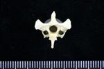 Crow (Cervical Vertebrae 3 (Axial) - Caudal)