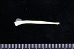 Crow (Sternal Rib (Left) - Lateral)