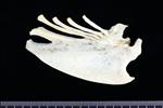 Crow (Sternum (Keel) (Axial) - Right)