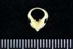 Brant Goose (Cervical Vertebrae 1 - Atlas (Axial) - Cranial)