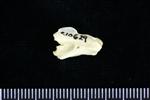 Brant Goose (Cervical Vertebrae 3 (Axial) - Right)