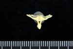 Brant Goose (Caudal Vertebrae Middle (Axial) - Caudal)