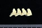 Brant Goose (Caudal Vertebrae Middle (Axial) - Right)
