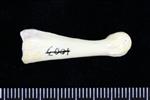 Canada Goose (Digit 3, Phalanx 1 (Left) - Lateral)