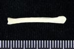 Canada Goose (Sternal Rib (Left) - Lateral)