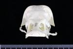 Canada Goose (Cranium (Axial) - Cranial)