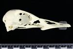 Canada Goose (Cranium (Axial) - Right)