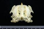 Horned Puffin (Cranium (Axial) - Cranial)