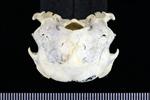 Horned Puffin (Cranium (Axial) - Caudal)