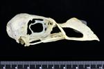 Horned Puffin (Cranium (Axial) - Right)