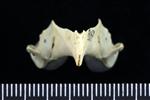 Horned Puffin (Jaw (Axial) - Cranial)