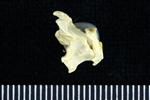 Horned Puffin (Cervical Vertebrae 1 - Atlas (Axial) - Right)