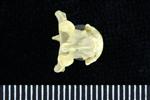 Horned Puffin (Cervical Vertebrae 1 - Atlas (Axial) - Ventral)