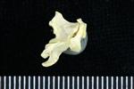 Horned Puffin (Cervical Vertebrae 2 - Axis (Axial) - Left)