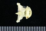 Horned Puffin (Cervical Vertebrae 2 - Axis (Axial) - Dorsal)