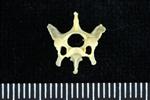 Horned Puffin (Cervical Vertebrae 3 (Axial) - Cranial)