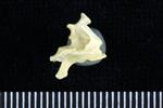 Horned Puffin (Cervical Vertebrae 3 (Axial) - Left)