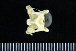 Horned Puffin (Cervical Vertebrae 3 (Axial) - Ventral)