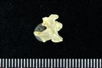 Horned Puffin (Cervical Vertebrae Last (Axial) - Left)