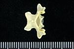 Horned Puffin (Cervical Vertebrae Last (Axial) - Dorsal)