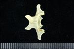 Horned Puffin (Thoracic Vertebrae 1 (Axial) - Dorsal)
