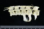 Horned Puffin (Thoracic Vertebrae Middle (Axial) - Right)