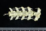 Horned Puffin (Thoracic Vertebrae Middle (Axial) - Ventral)