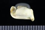 Horned Puffin (Humerus (Left) - Proximal)