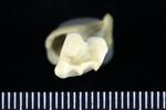 Horned Puffin (Humerus (Left) - Distal)