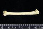 Horned Puffin (Ulna (Left) - Lateral)
