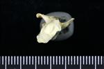 Horned Puffin (Coracoid (Left) - Proximal)